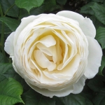 Uetersener Klosterrose Ютерзейн Клостерроуз